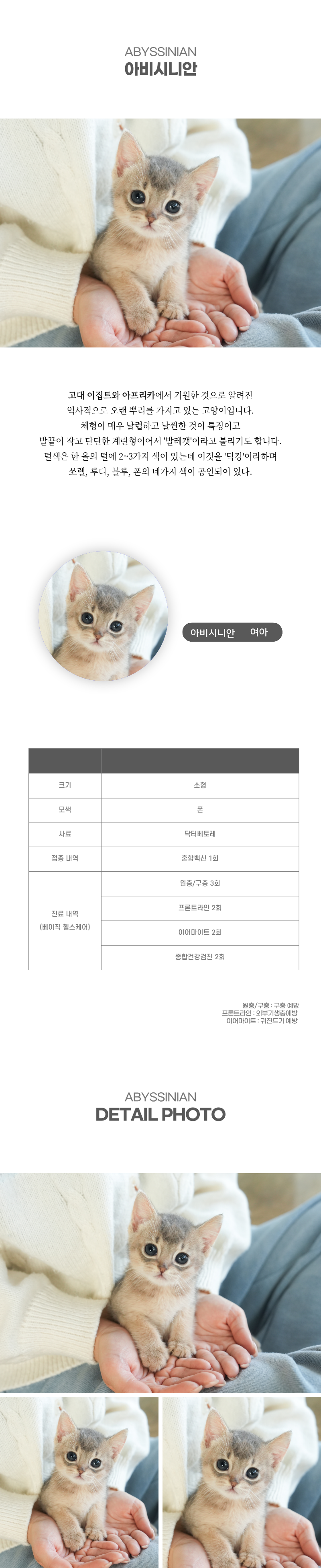 아비시니안_상세이미지_2